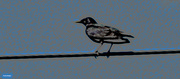 18th Jun 2024 - European Starling color pencil