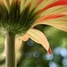 Shade of a flower by sjgiesman