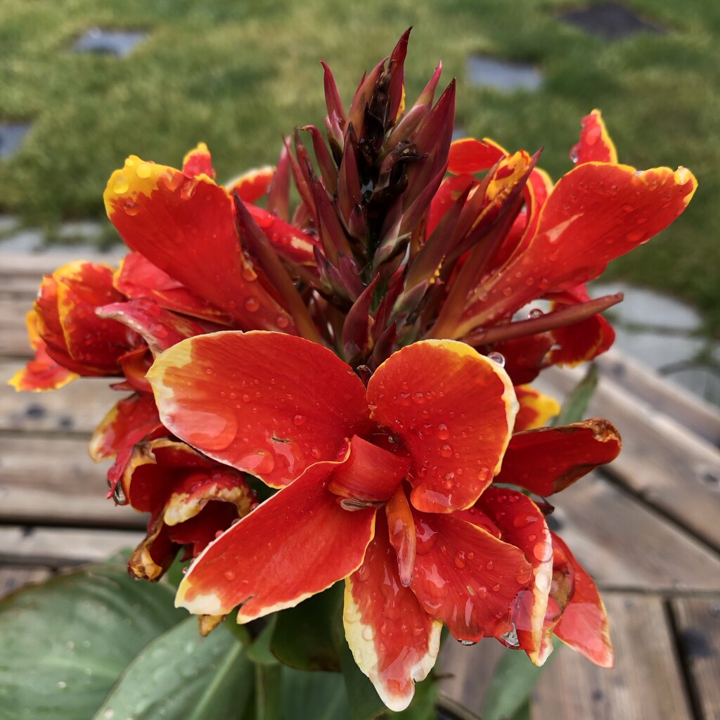 Raindrops on the Canna Lily by dailypix