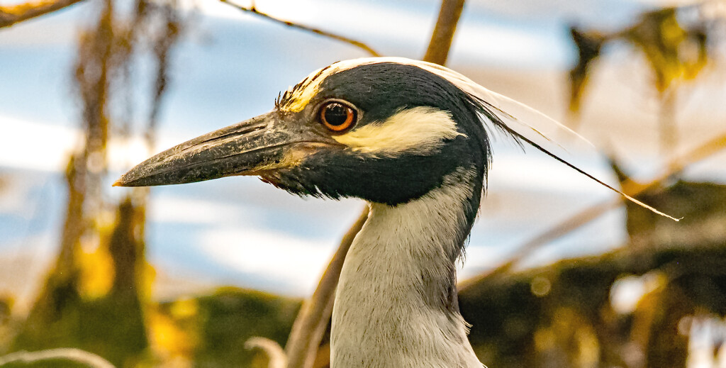 Yellow Crowned Night Heron, Head Shot! by rickster549