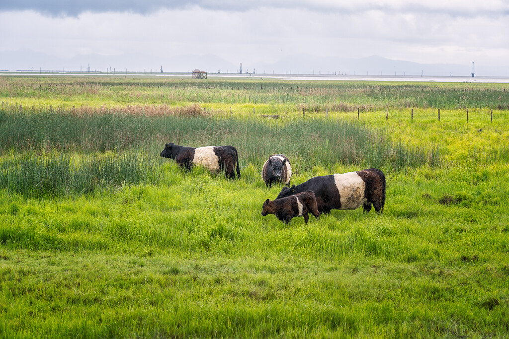 Belted Galloways by cdcook48