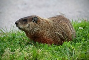 9th Jun 2024 - Groundhog