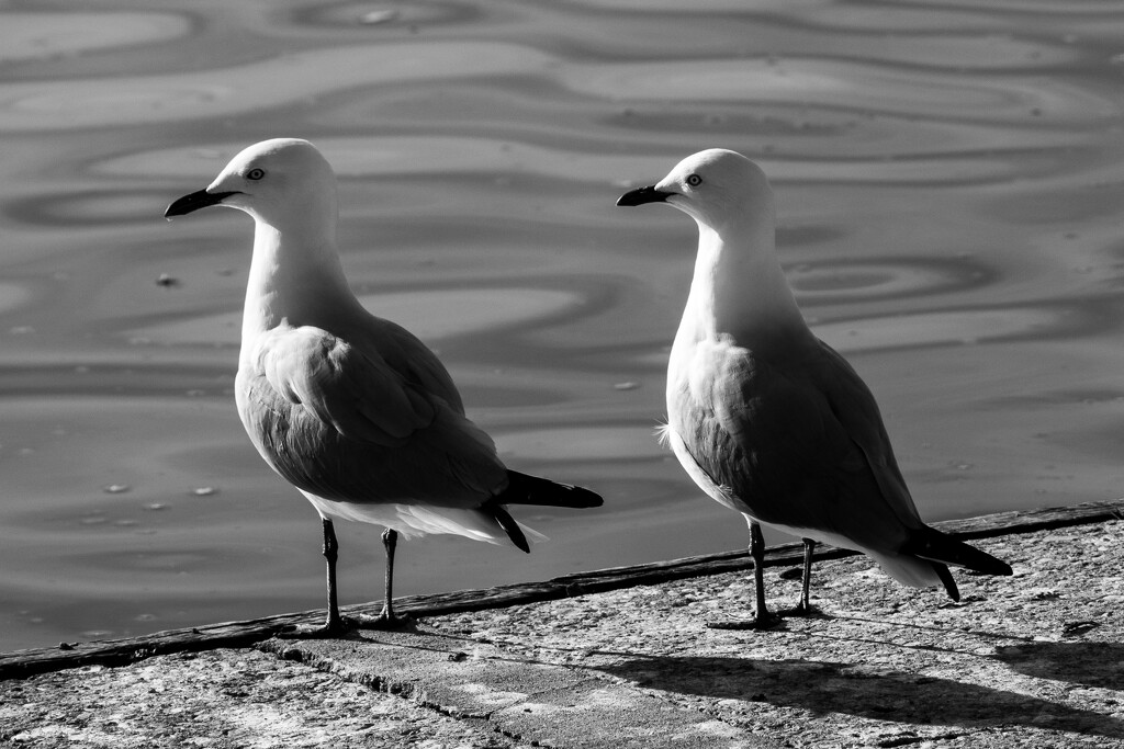 Seagulls by nannasgotitgoingon