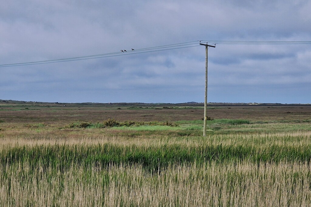 marsh by christophercox