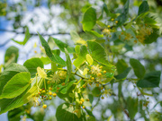 18th Jun 2024 - The linden trees are blooming above our heads