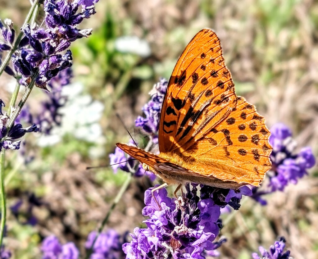 Butterfly and lavender  by judmoods