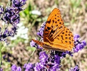 17th Jun 2024 - Butterfly and lavender 