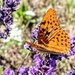 Butterfly and lavender  by judmoods