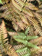 13th Jun 2024 - Ferns 