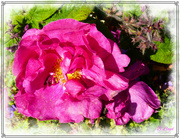 19th Jun 2024 - Rosa Mundi 