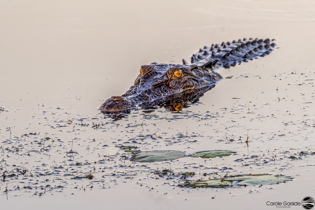 Kakadu Crocodile by yorkshirekiwi