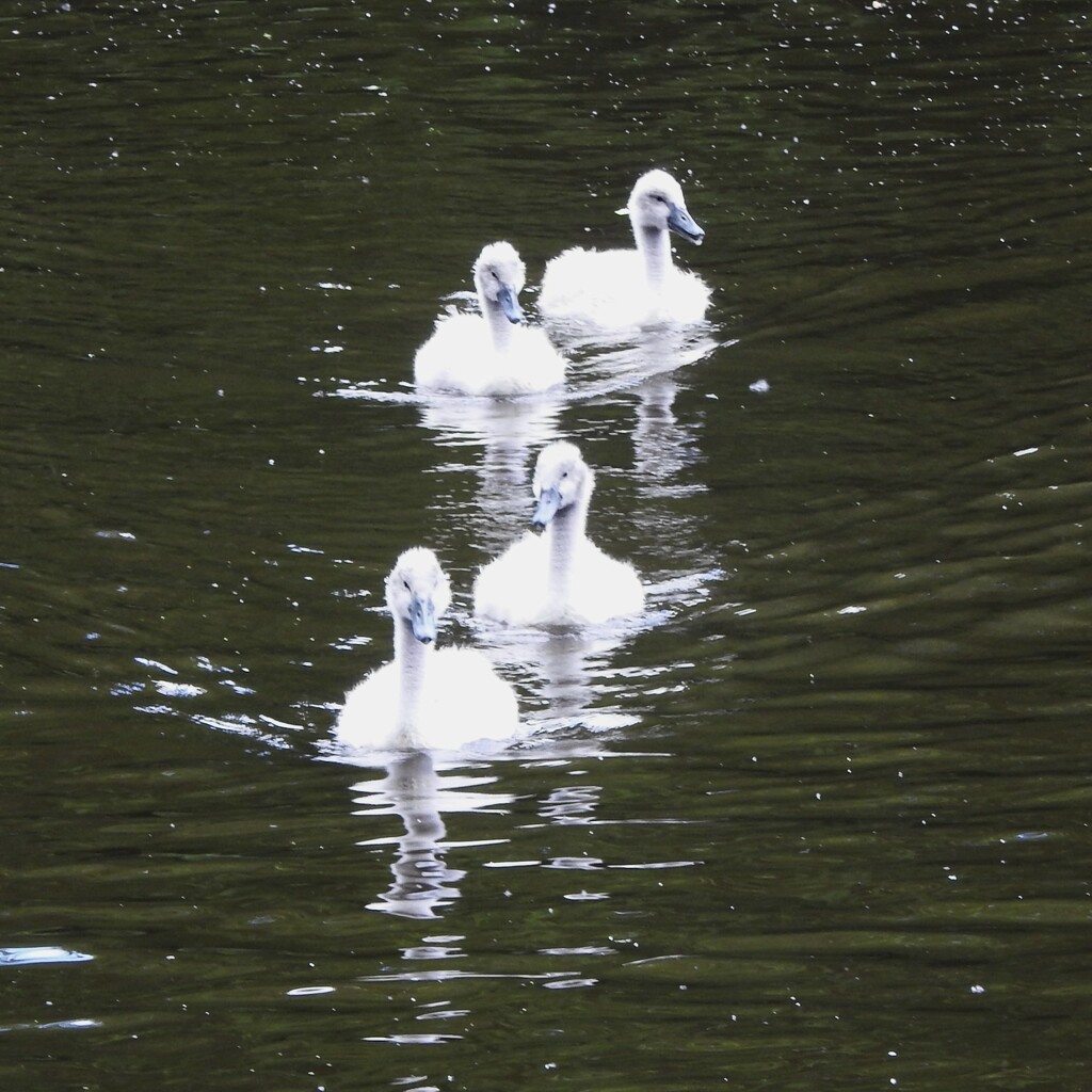 Cygnets by oldjosh