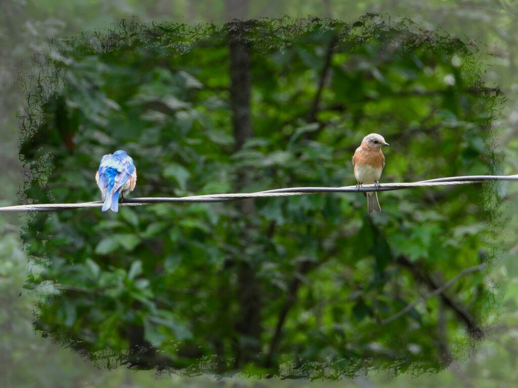 Bluebirds on a wire... by marlboromaam