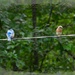 Bluebirds on a wire...