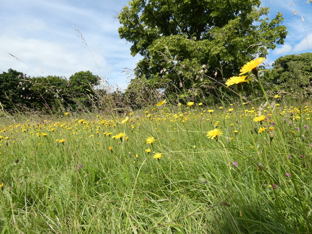 Hawkweed by foxes37