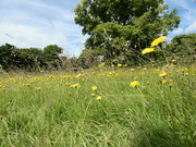 19th Jun 2024 - Hawkweed