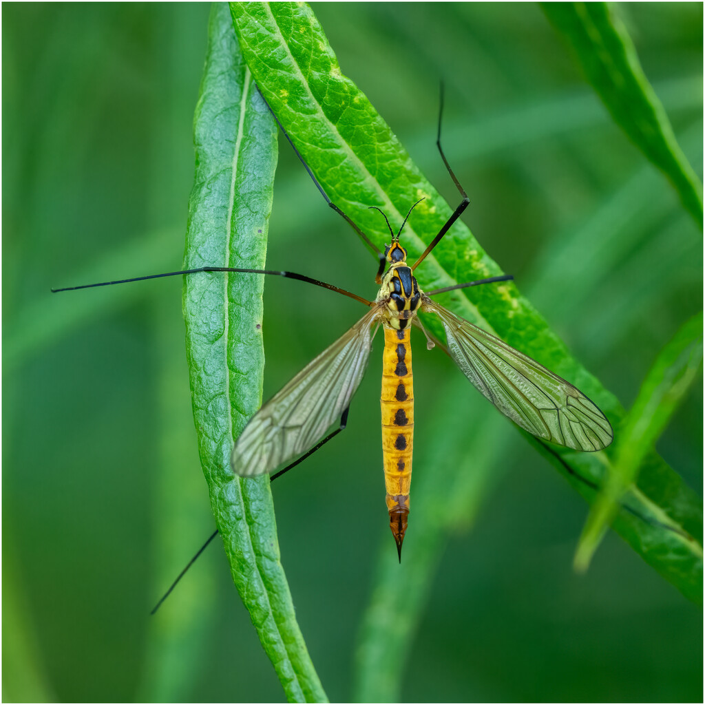 Tiger Crane Fly by clifford