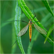 19th Jun 2024 - Tiger Crane Fly