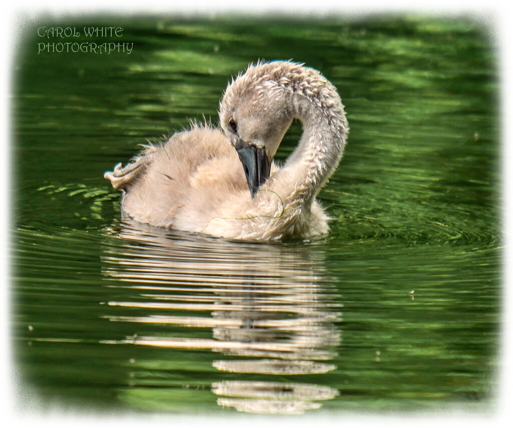 Cygnet by carolmw