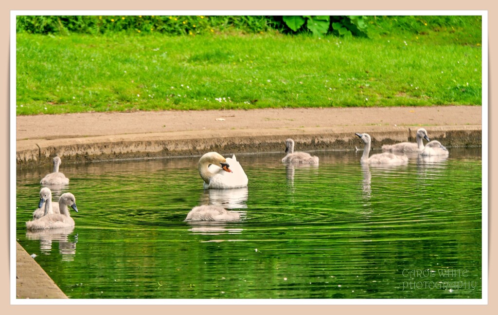 The Family by carolmw