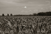 18th Jun 2024 - Lottery in June corn be heavy soon