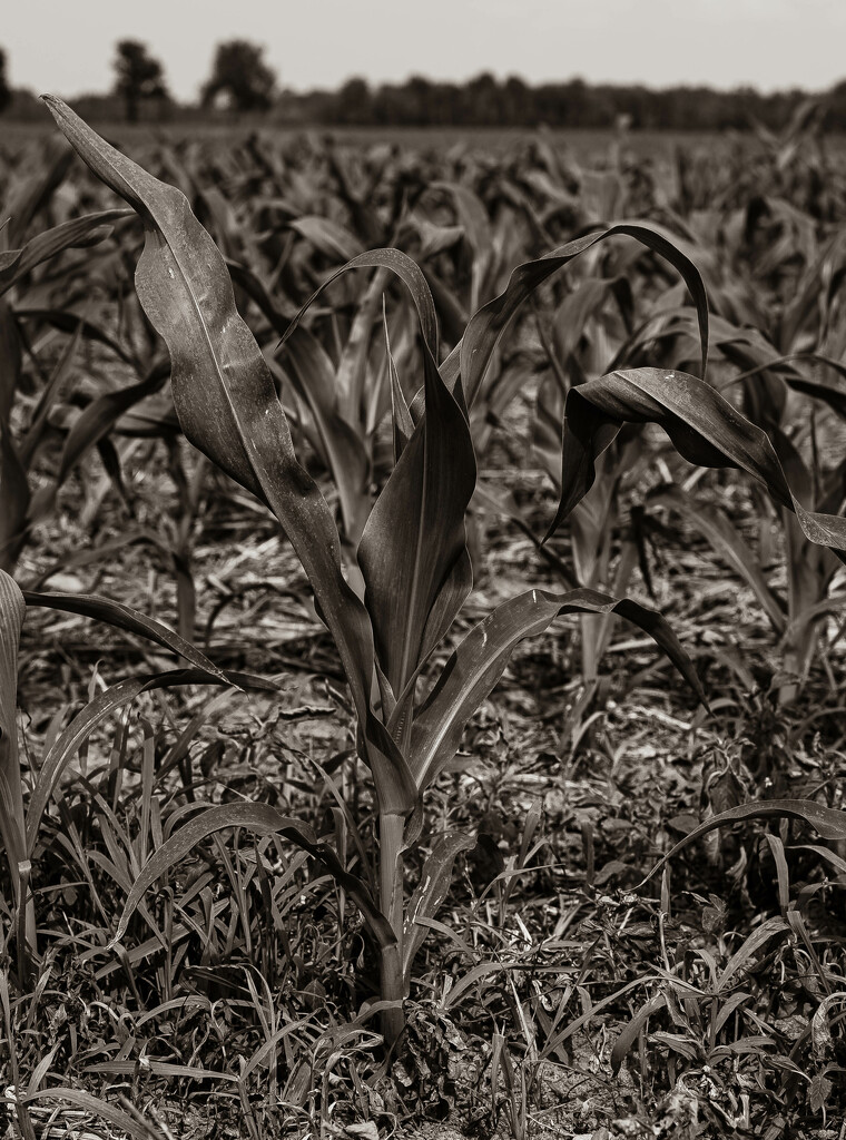 Knee high by the 4th of July  by darchibald