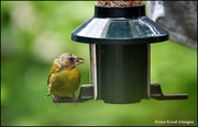 19th Jun 2024 - A rather scruffy greenfinch