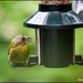 A rather scruffy greenfinch