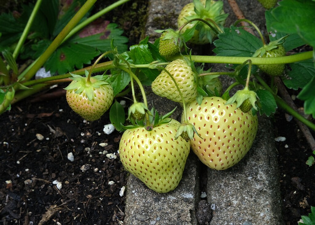 strawberries by kametty