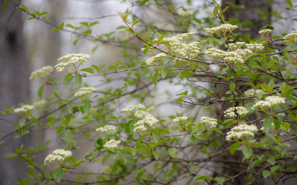 Spirea by mittens