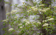 19th Jun 2024 - Spirea