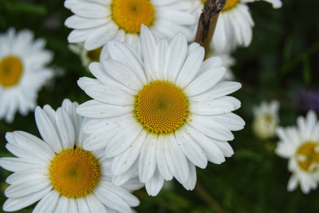 Daisies by dragey74