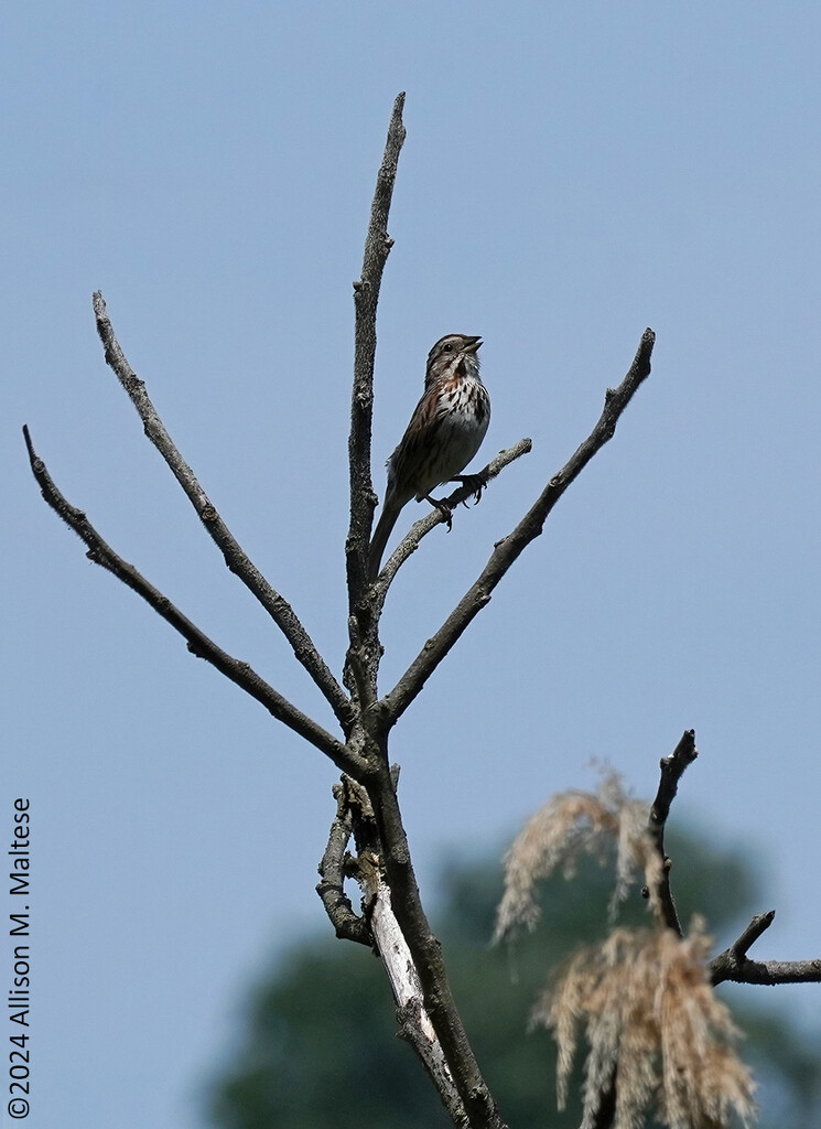 Song Sparrow by falcon11