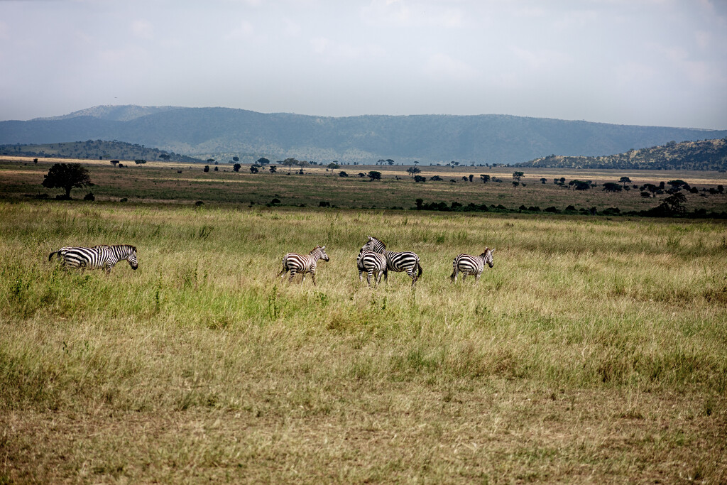 Serengeti by 365projectorgchristine