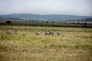 18th Jun 2024 - Serengeti