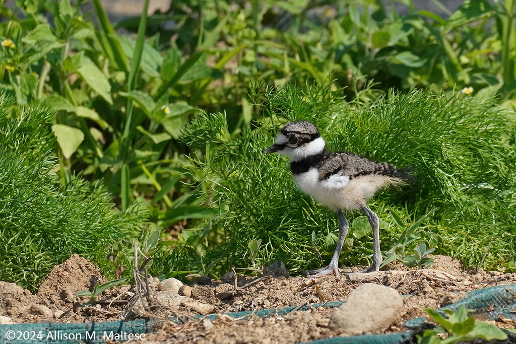 Killdeer Chick by falcon11