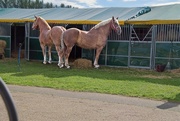 19th Jun 2024 - Keeping Watch