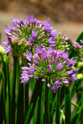 19th Jun 2024 - Allium