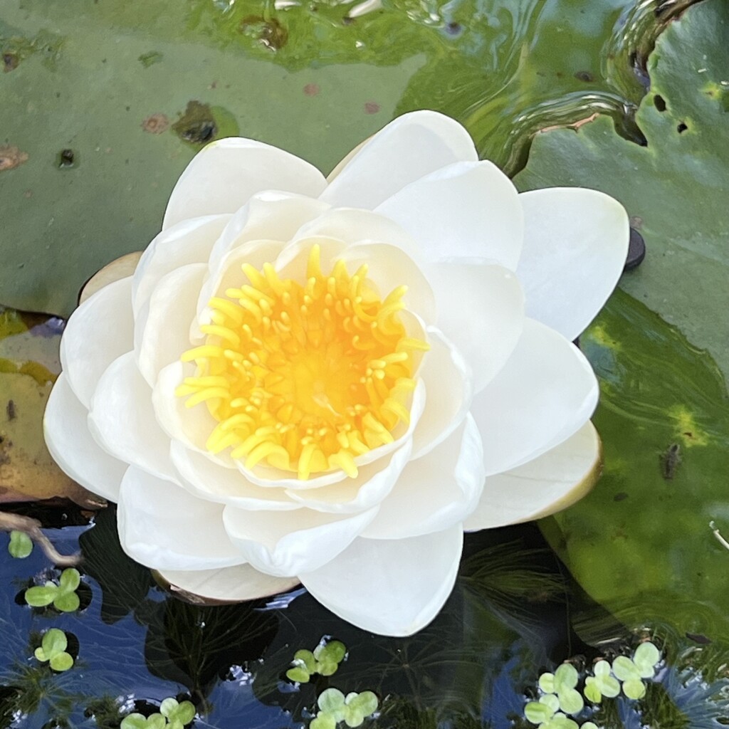 Water Lilly by mattjcuk