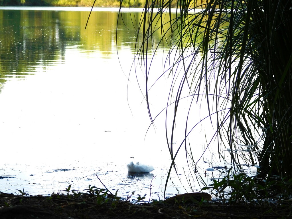 Feather on the water by 365anne