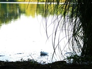 19th Jun 2024 - Feather on the water