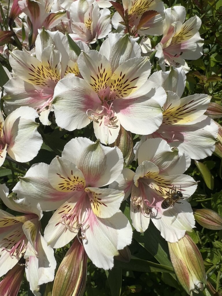 Yellow Alstroemeria by tinley23