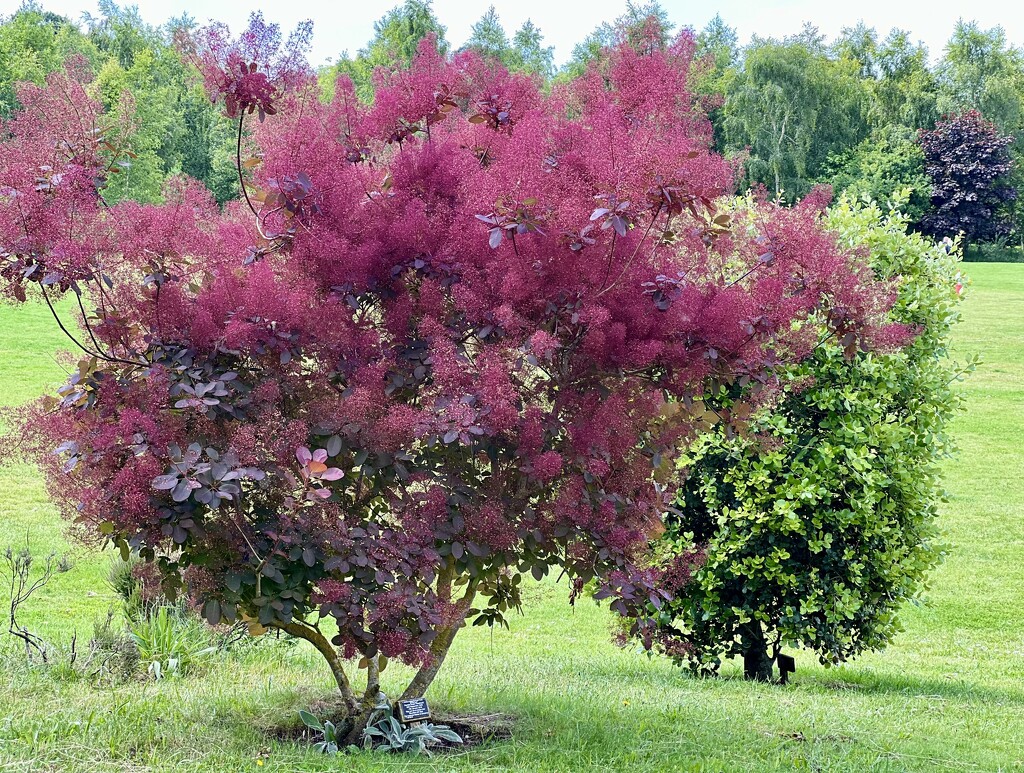 Who doesnt love a Smoke Tree?  by tinley23