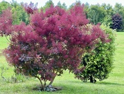 17th Jun 2024 - Who doesnt love a Smoke Tree? 