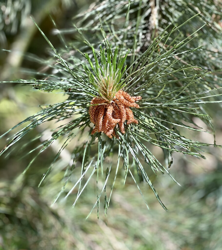 Austrian Pine by tinley23