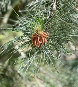 19th Jun 2024 - Austrian Pine