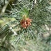 Austrian Pine by tinley23