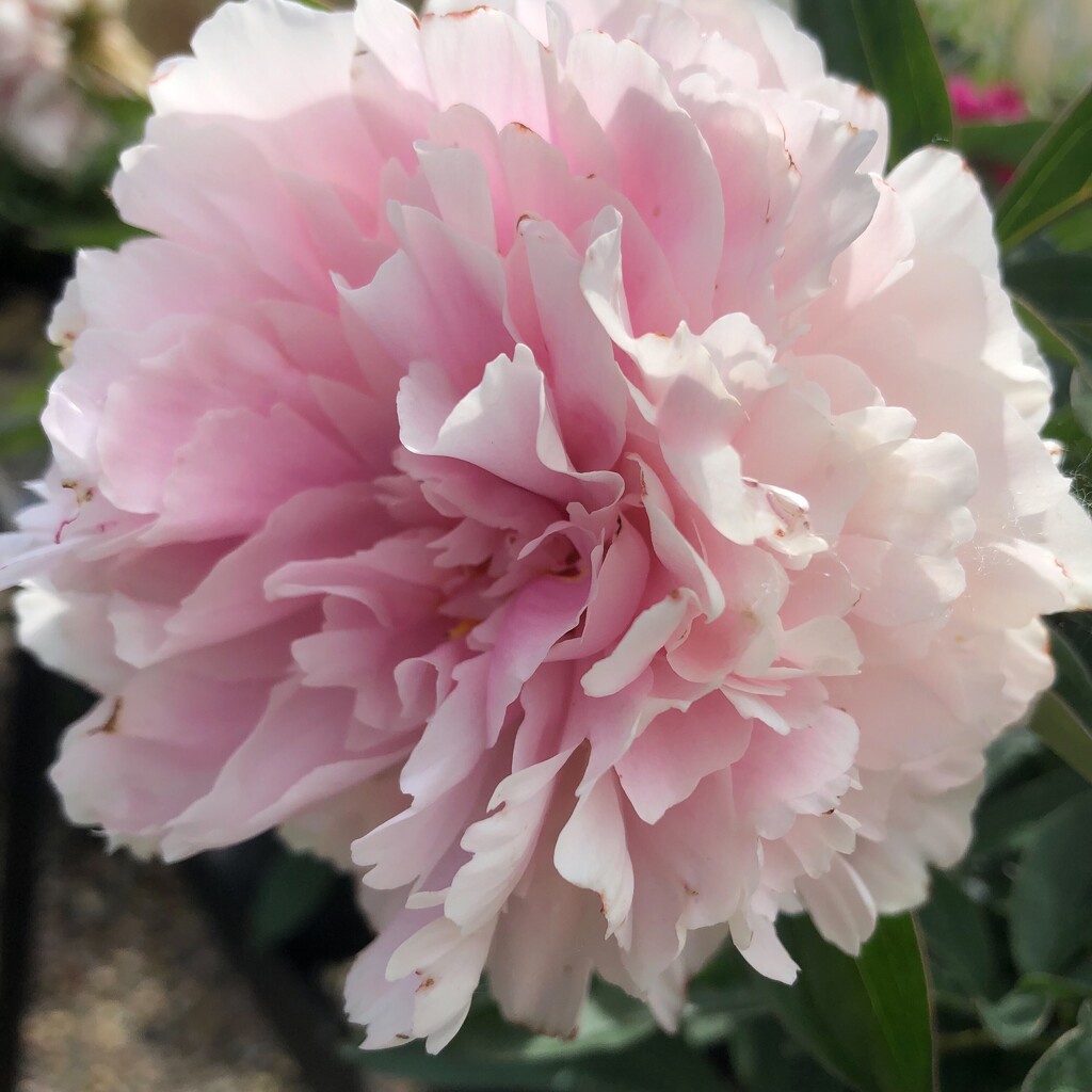 Pink Peony  by dailypix