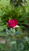 18th Jun 2024 - Rosebud 