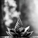 Sacred Lotus  by cocokinetic